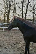 Кобыла ганновер + квпн