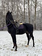 Изящный жеребец в разведен