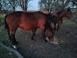 Табун Лошадей 43 головы