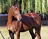 МЕРИН В КОНКУР / ХОББИ