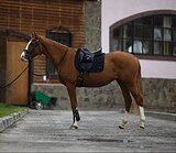 Коб. 2021 гр в выездковое напр
