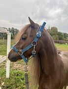 ПОНИ ПОД НАЧИНАЮЩИХ