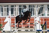 МЕРИН ПОД ЛЮБОГО ВСАДНИКА 