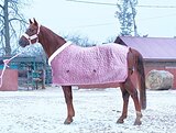 Ганноверский жеребец