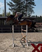 Кобыла 2019 гр