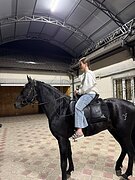 Кабардинский жеребец 2021г.р.