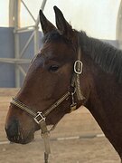 МОЛОДАЯ КОБЫЛА В СПОРТ