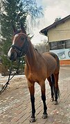 ПРЕКРАСНАЯ КОБЫЛА ПОД РЕБЁ