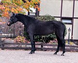 Кобыла 2020 гр