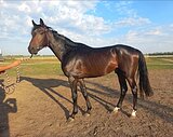 Тракен в спорт 
