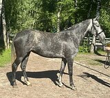 Кобыла 2022 гр