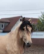 Андалузский жеребец
