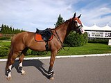 KWPN из Германии 7 лет