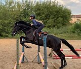 ЖЕРЕБЕЦ ПОД ЛЮБОГО ВСАДНИК
