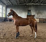КОБЫЛА В КОНКУР