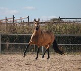 Андалузская кобыла 
