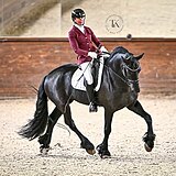 ФРИЗСКИЙ ЖЕРЕБЕЦ 5 ЛЕТ