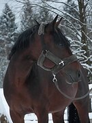 Жеребец, 2018гр