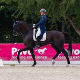 ВОРОНОЙ МЕРИН 9 ЛЕТ