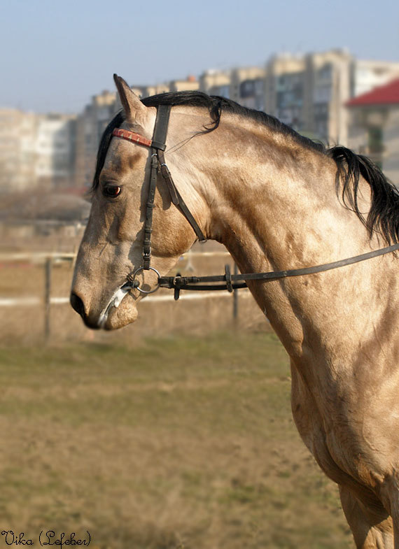 в принцыпе как и все лошади)))