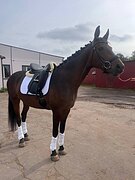 Кобыла чистый лист