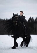 ФРИЗСКИЙ ЖЕРЕБЕЦ