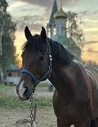 ЖЕРЕБЕЦ В ЛЮБУЮ ДИСЦИПЛИНУ 