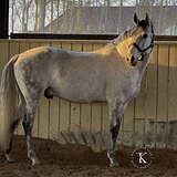 МЕРИН 6 ЛЕТ 162 СМ В ХОЛКЕ