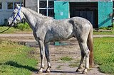 Кайрон
