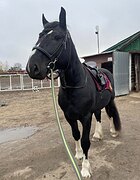 ЭФФЕКТНЫЙ ШАЙР