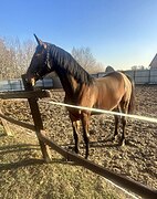 Немецкие крови 