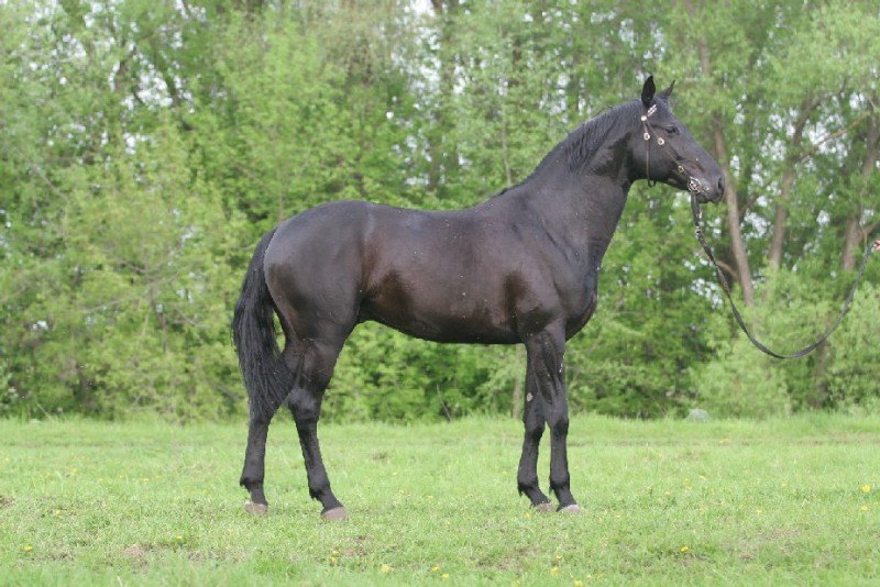 Рассмотрите фотографию черной лошади породы кабардинская. Арабо Кабардинская порода. Тракененская порода лошадей. Кабардинская лошадь экстерьер. Кабардинская порода лошадей.