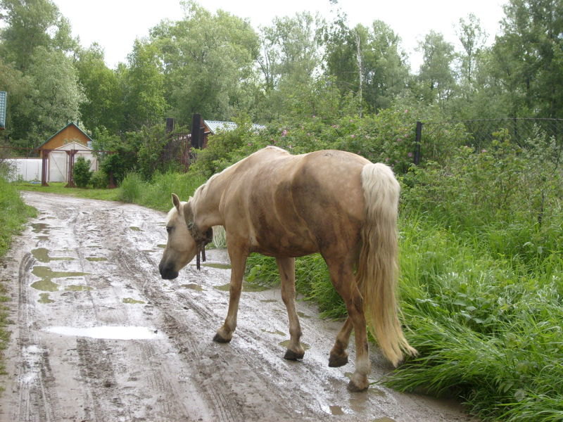 Лошадь которая гуляет сама по себе...Дачный поселок близ карьера Мочище - Новосибирская область...