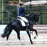 КОБЫЛА 10 ЛЕТ 176 СМ В ХОЛКЕ 