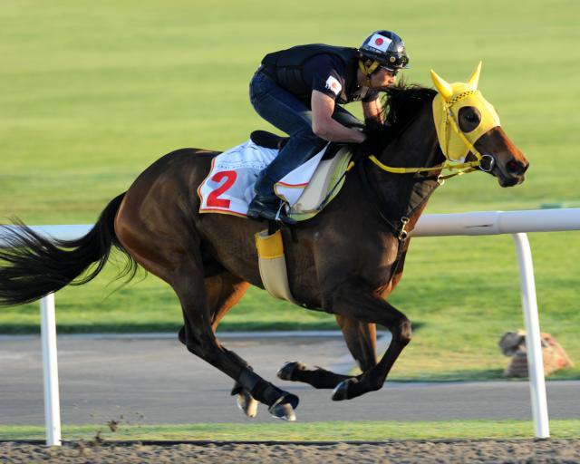 ОАЭ. Ипподром Meydan Racecourse 2011 год, подготовка к Dubai World Cup, где кобыла финишировала восьмой.