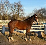 3/4 немецкое происхождение 