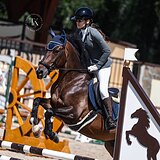 ГНЕДОЙ МЕРИН 5 ЛЕТ