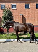 Ганновер в выездку 