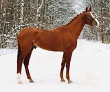 ВЫСОКИЙ ЧИСТЫЙ ЛИСТ