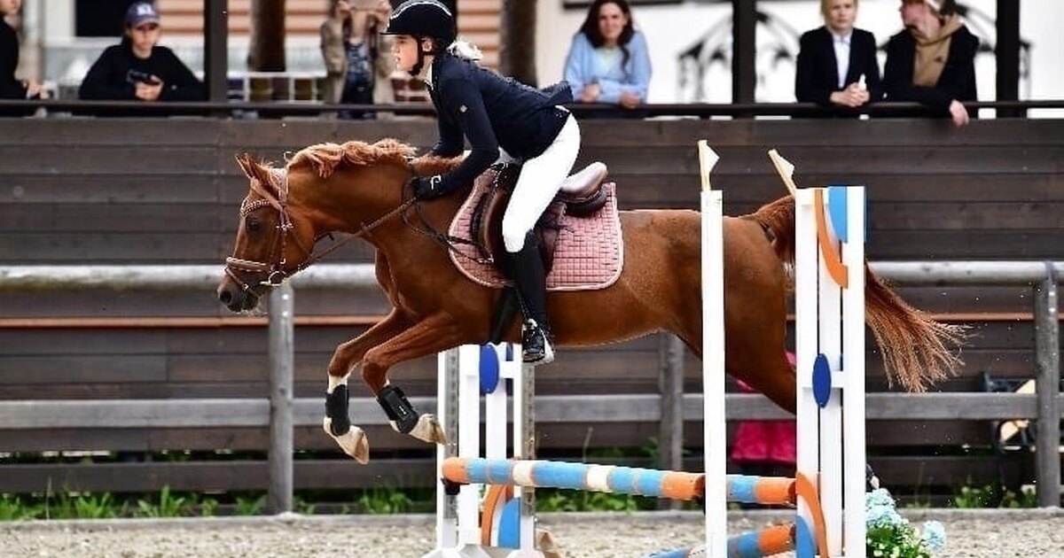 Конь конный спорт