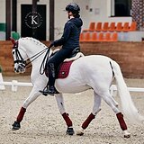 СЕРЫЙ АНДАЛУЗСКИЙ МЕРИН 