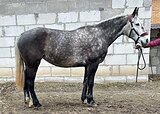 ВЫСОКАЯ КОБЫЛА В ХОББИ