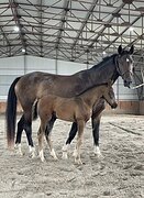 МОЛОДОЙ ЖЕРЕБЧИК В СПОРТ