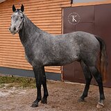 КРОСС-КНАБСТРУППЕР 4 ГОДА