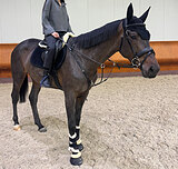 Кобыла 171 в холке 