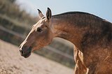 Шикарная андалузская кобыл