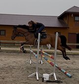 Мерин в любую дисциплину