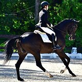 ВОРОНОЙ МЕРИН 5 ЛЕТ