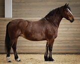 Баба максимального масштаб