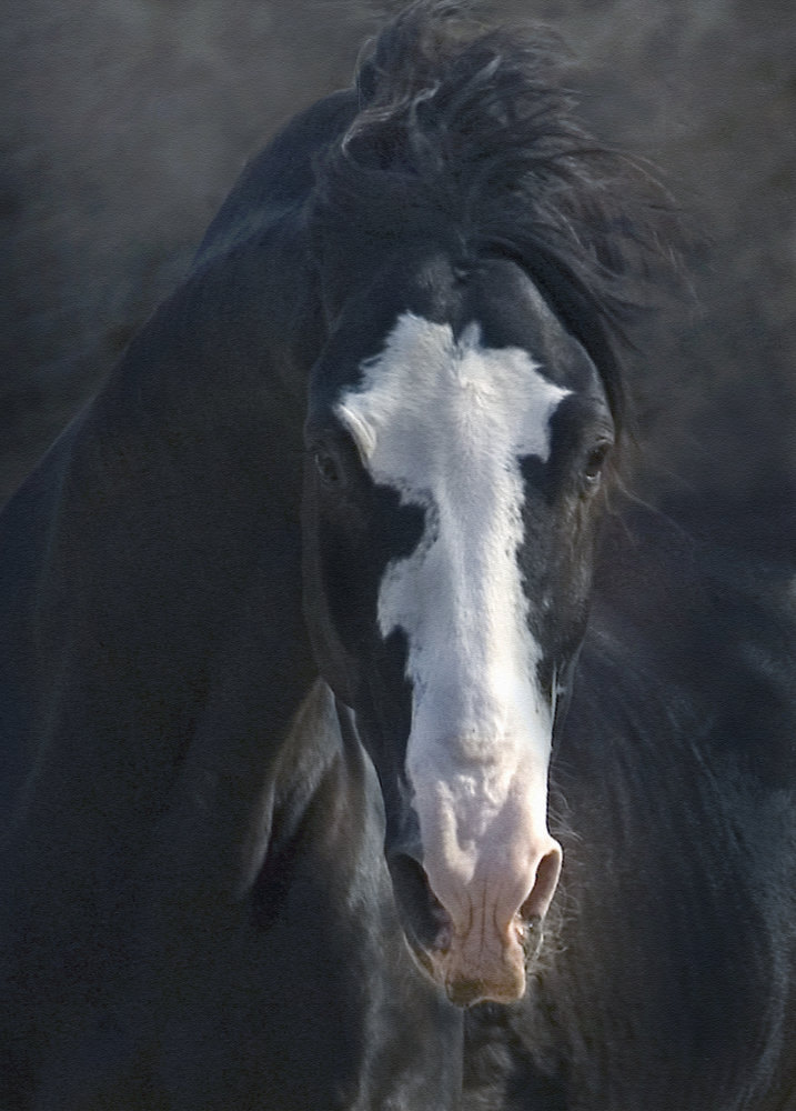 Marwari horse